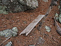 A piece of wood found on the tailings pile