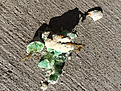 Stepped on green goo crystal. Showing original green color inside, and the oxidized outer shell.